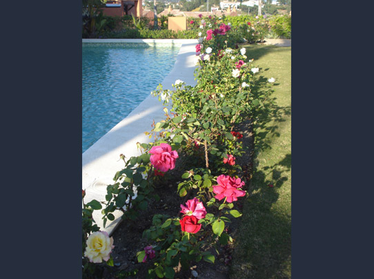Vackra rosor vid poolen